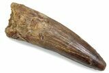 Fossil Spinosaurus Tooth - Real Dinosaur Tooth #376431-1